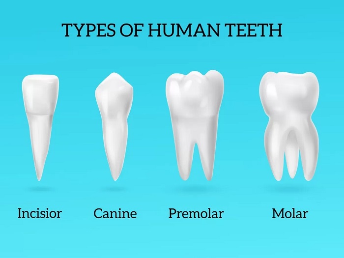 ساختار و عملکرد دندان کدامند و چه کاربری دارند